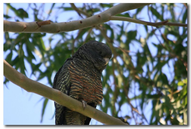 Gang Gang Cockatoo - Juvenile