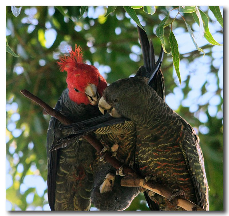 Gang Gang Cockatoos