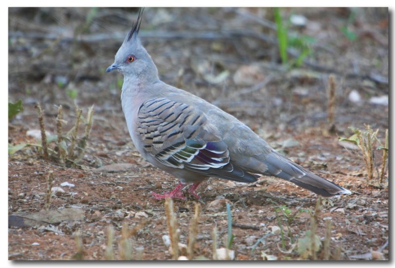 Crested Pigeon