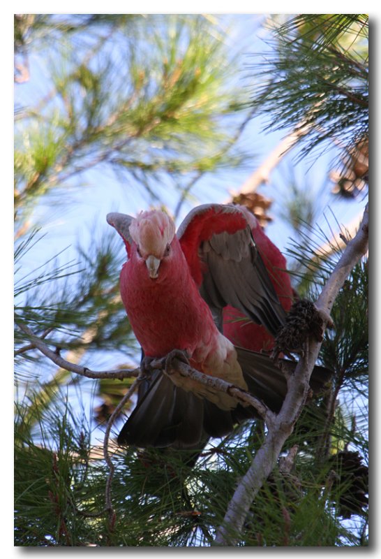 Galahs