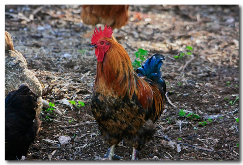 Rooster