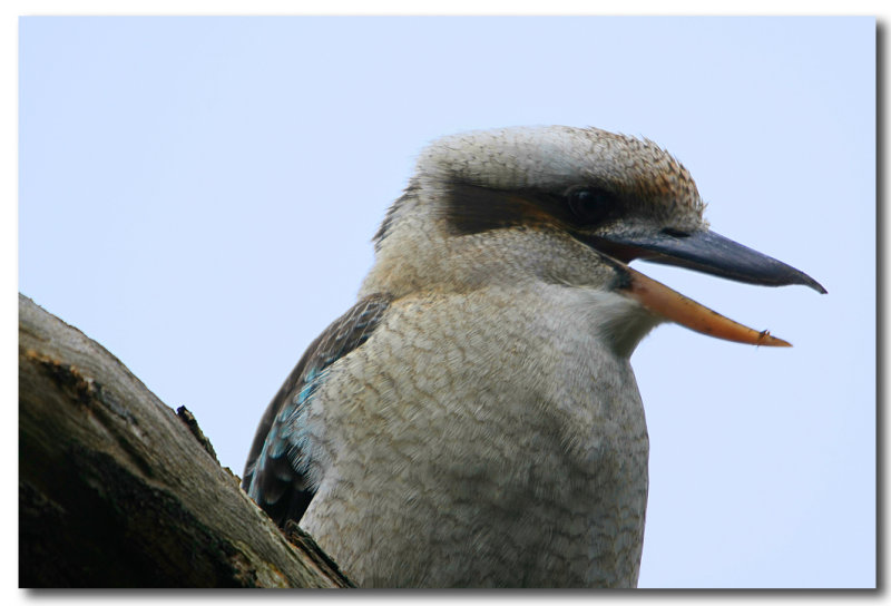 Kookaburra