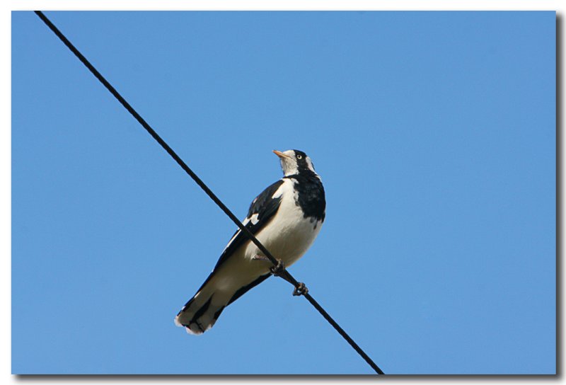 Magpie - Lark
