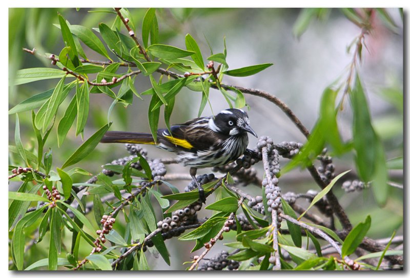 New Holland Honeyeater