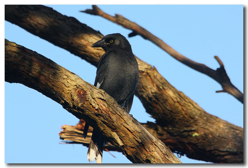 Pied Currawong