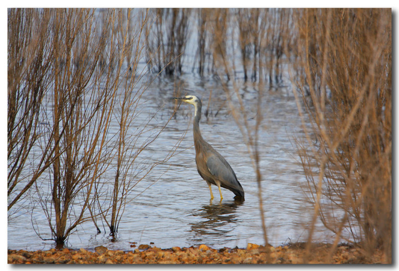 White - faced Heron