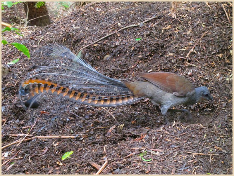 Superb Lyrebird