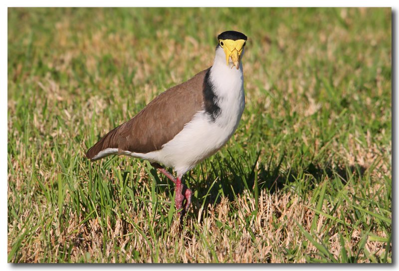 Australian Masked Lapwing