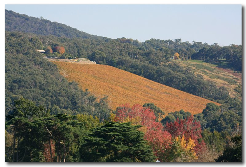 Yarra Valley Vinyard