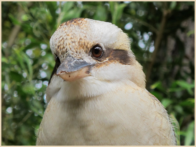 Kookaburra