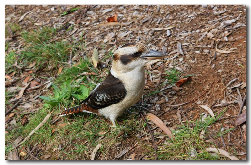 Kookaburra