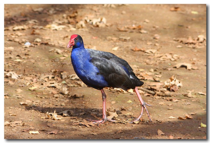 Purple Swamphen