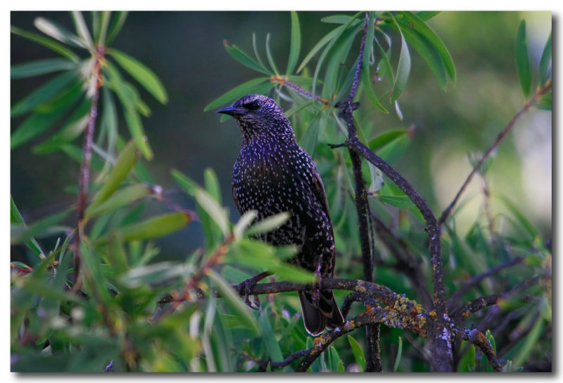 Starling