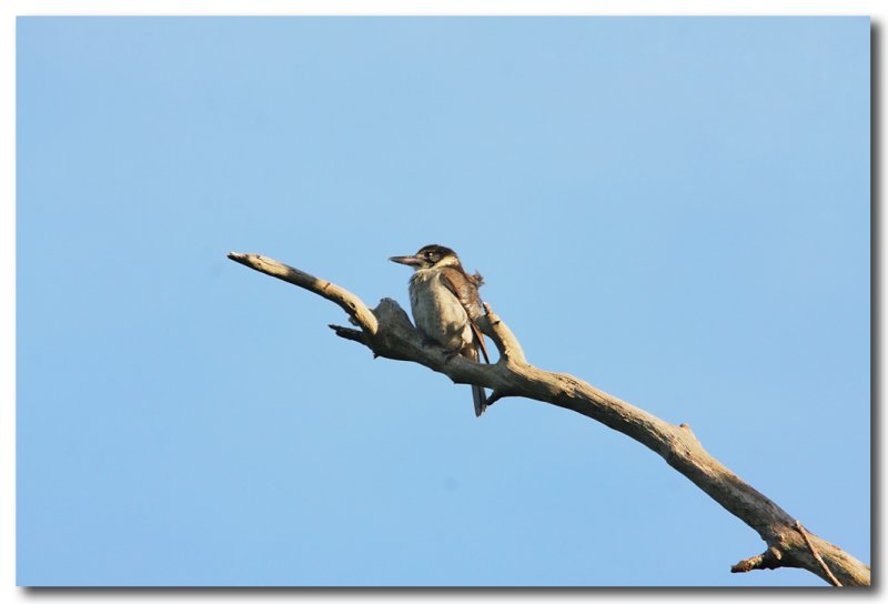 Butcher Bird