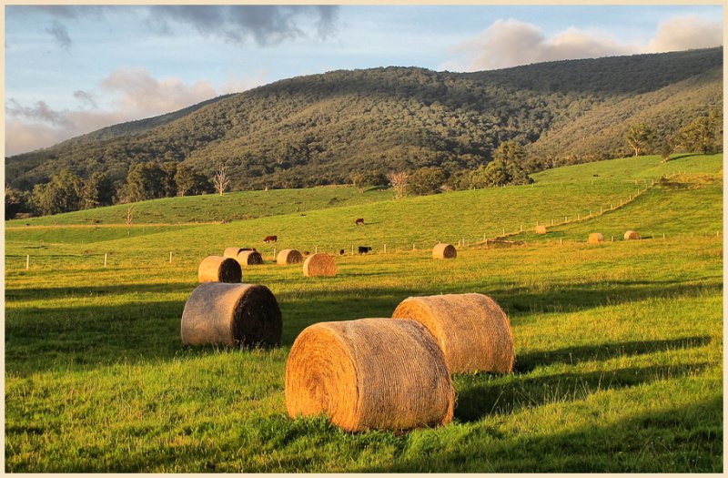 Hay bales