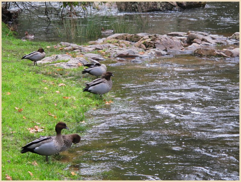 Wood Ducks Warburton