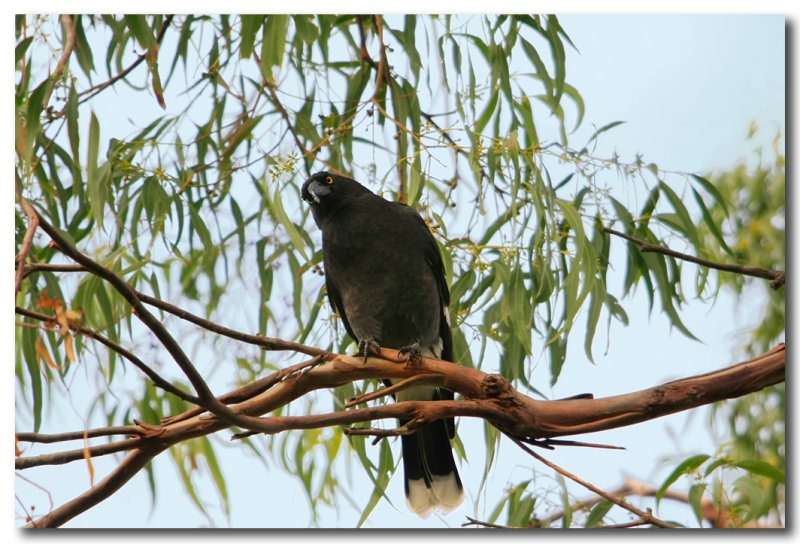 Pied Currawong