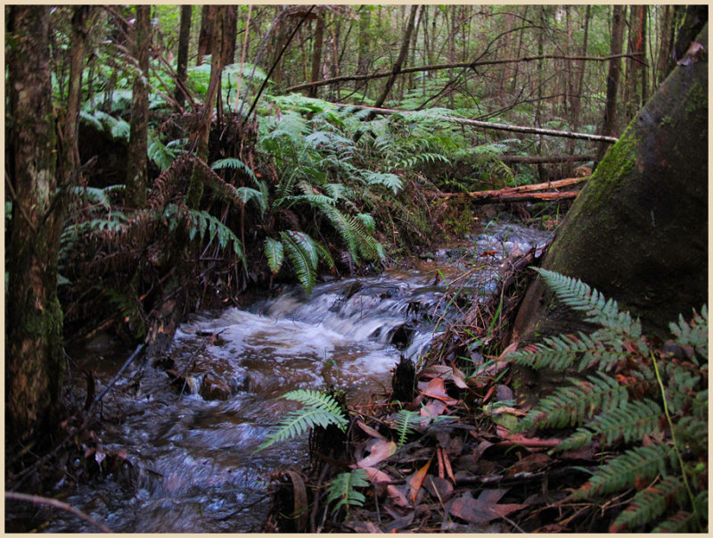 Small stream -  Warburton