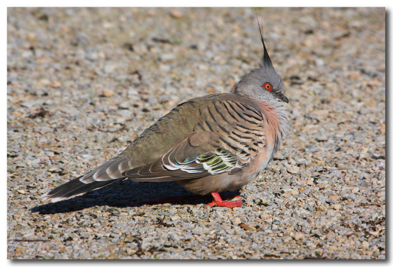 Crested Pigeon