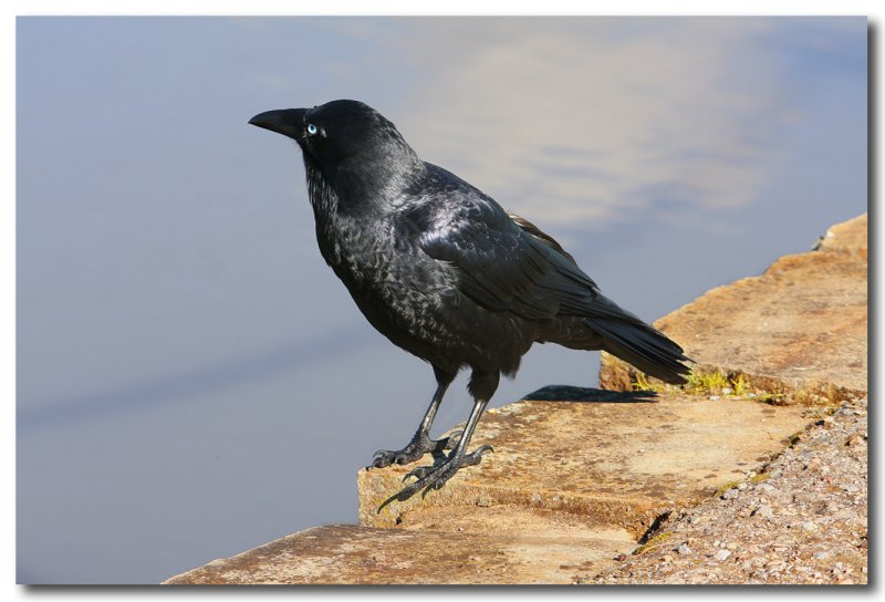 Raven