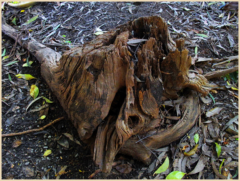 Old tree stump
