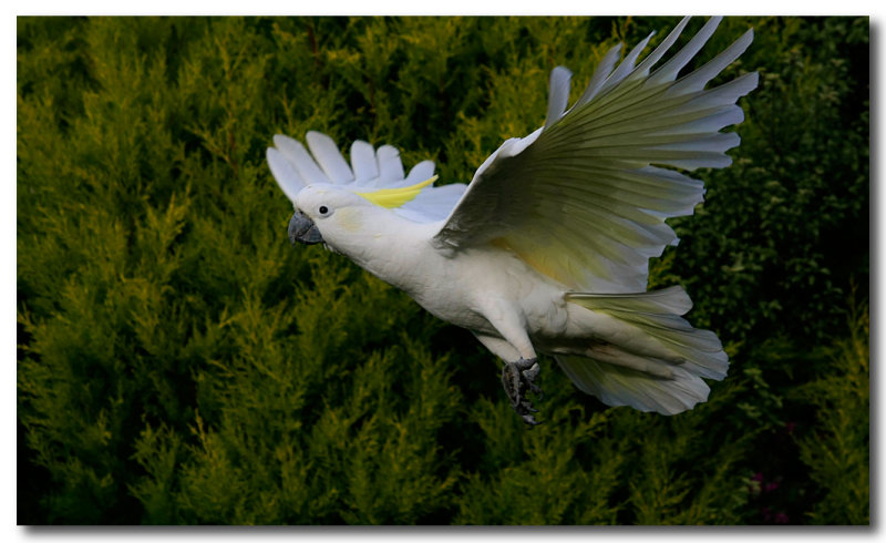 Sulphur Crested Cockatoo