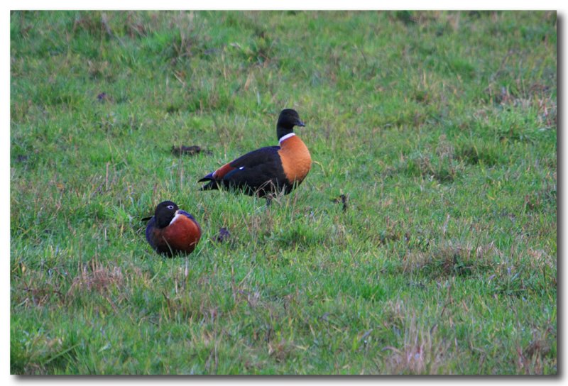 Australian Shelduck - Pair