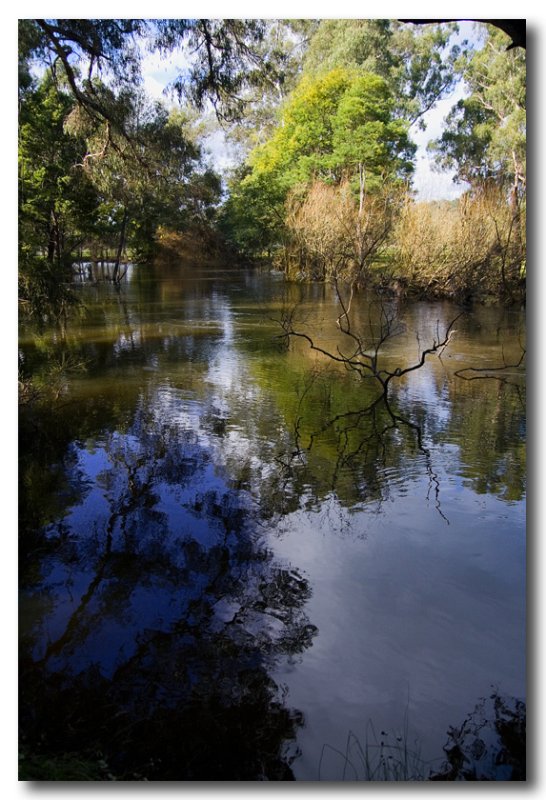 Yarra river portrait.