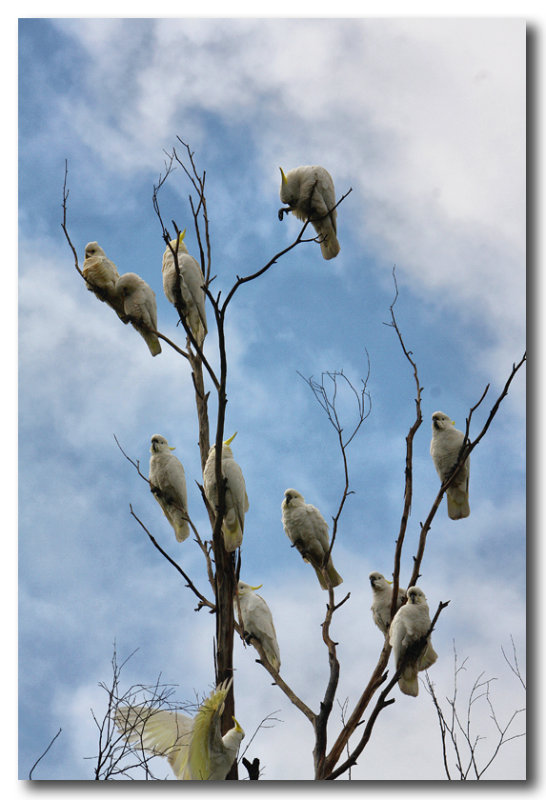 Sulphur Crested Cockatoos & Little Corellas