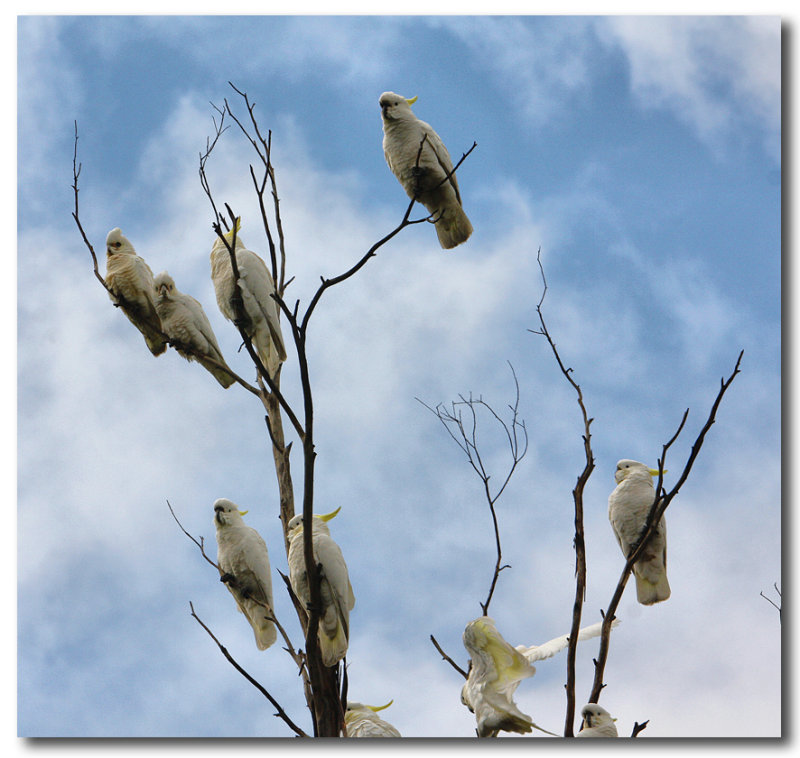 Sulphur Crested Cockatoos & Little Corellas