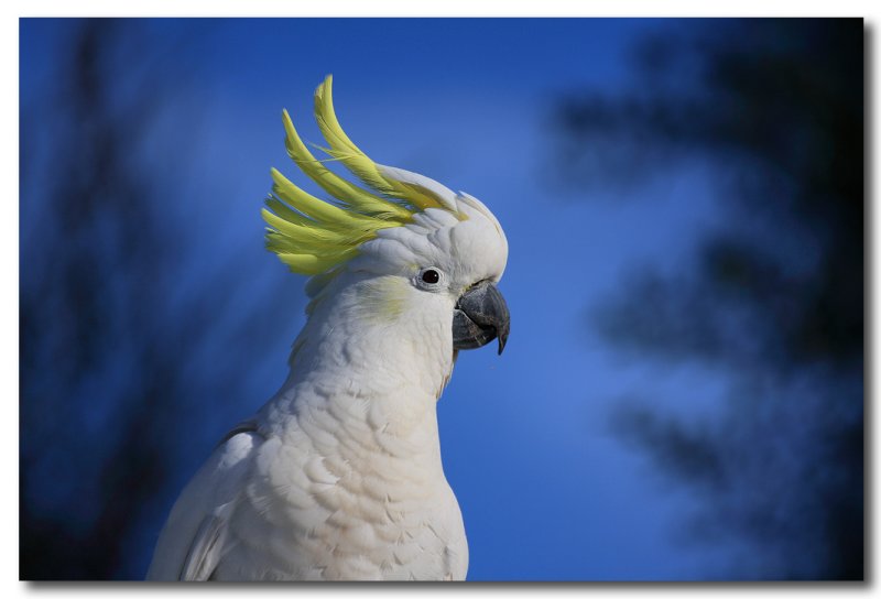 Sulphur Crested Cockatoo