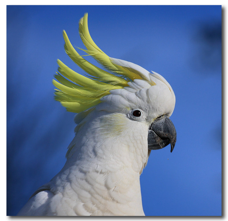 Sulphur Crested Cockatoo