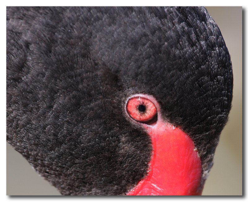 Black Swan eye to eye