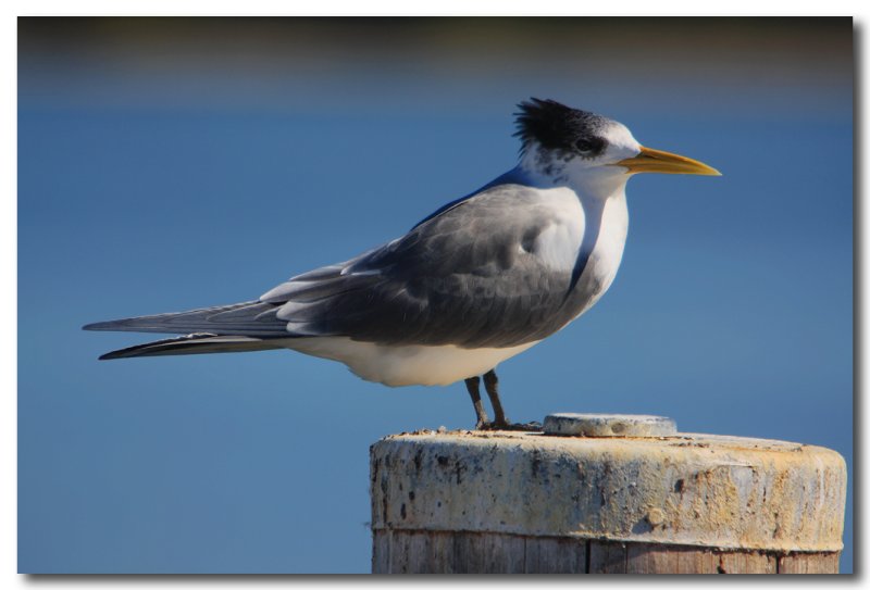 Crested Tern