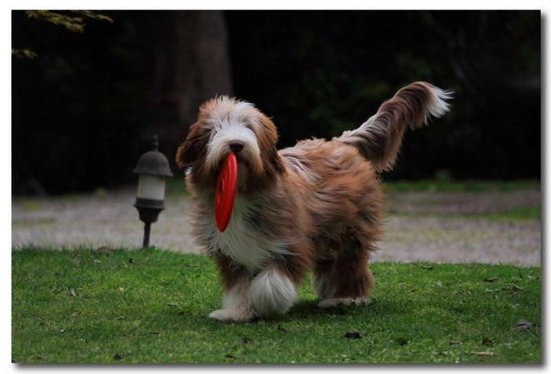 My new frisbee