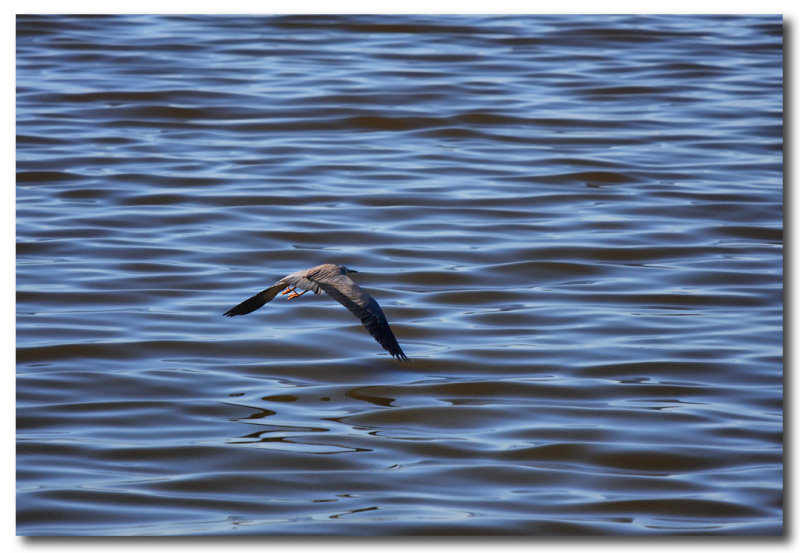 White -  faced heron