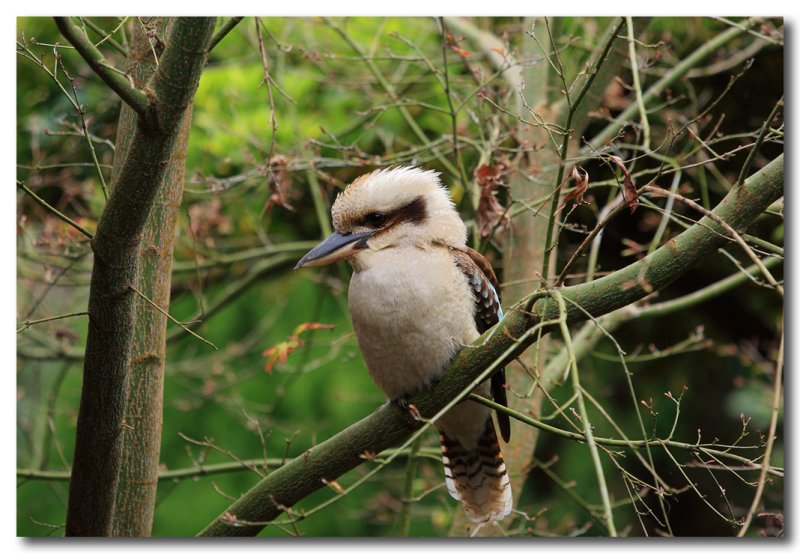 Kookaburra