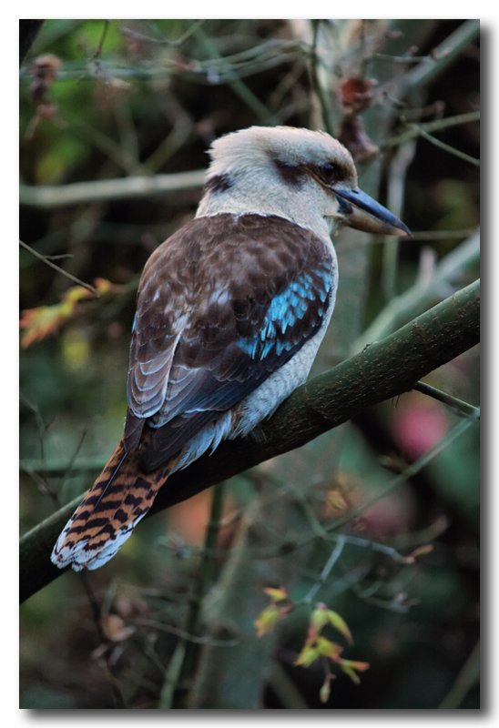 Kookaburra
