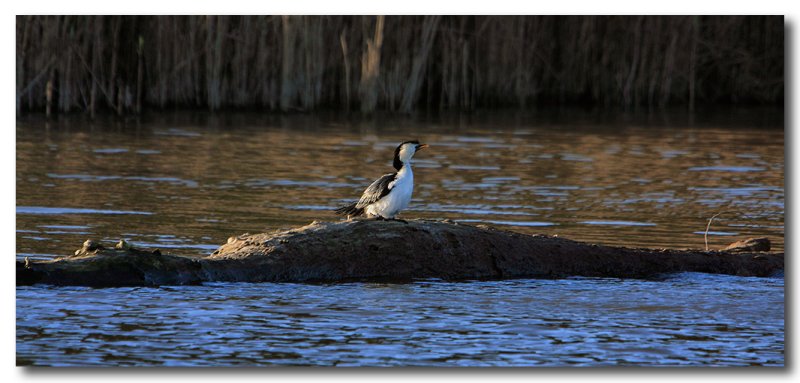 Little Pied Cormorant
