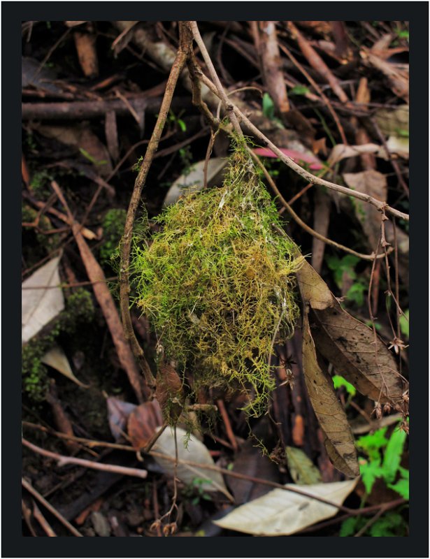 Bird nest back