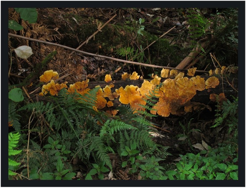 Sunlit fungi