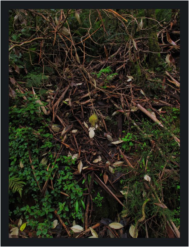 Tiny birds nest