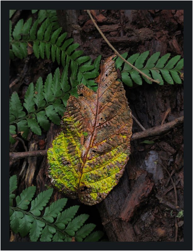 Decaying leaf on the forest floor
