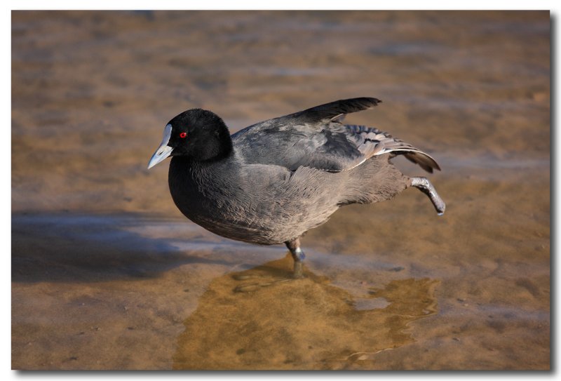 Eurasian Coot