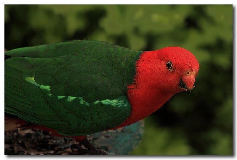 King Parrot male