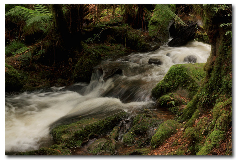 Rainforest water flow