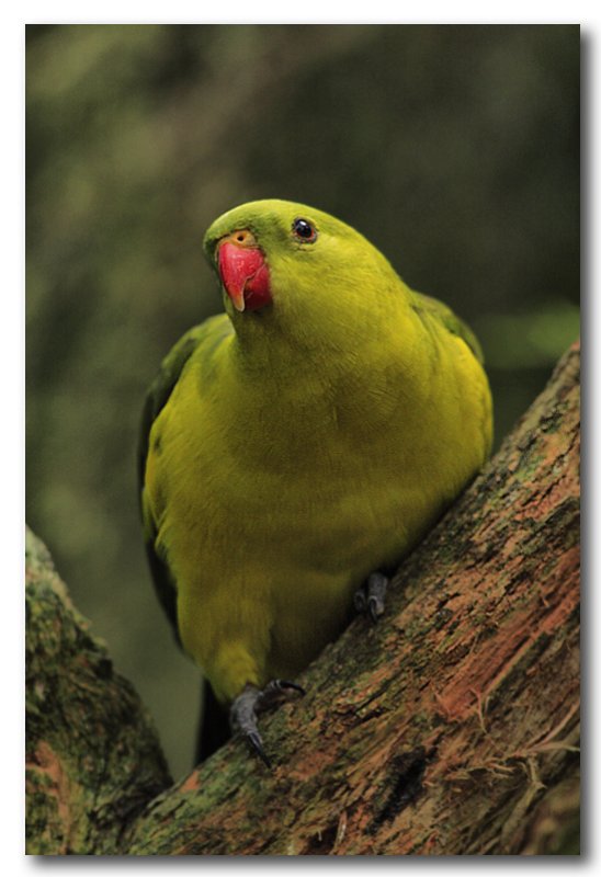 Regent Parrot