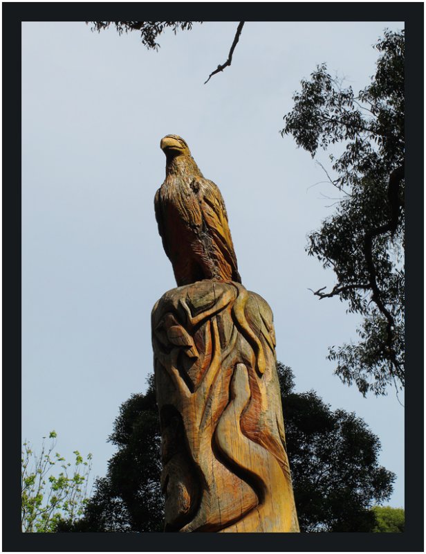 Wedge-tailed Eagle  