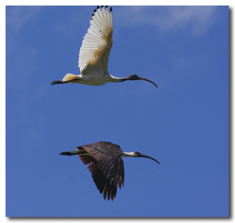 White Ibis & Straw Necked Ibis
