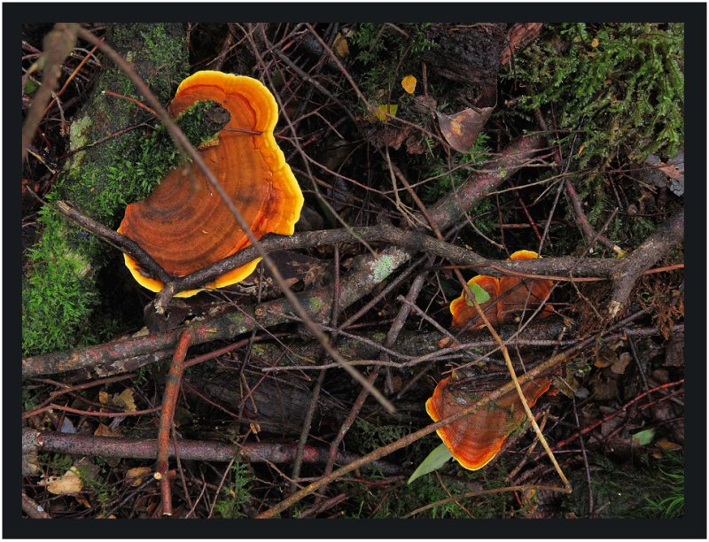 Fungi